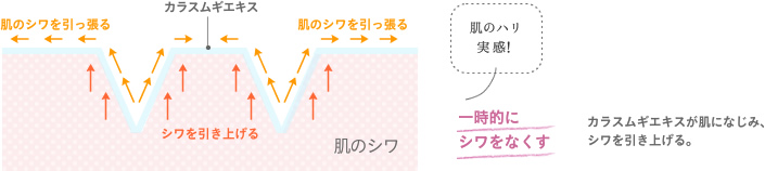 カラスムギエキスが肌になじみ、シワを引き上げる。