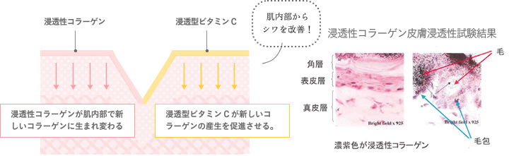 肌内部からシワを改善!