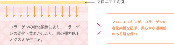マロニエエキス:コラーゲンの老化架橋により、コラーゲンの硬化・黄変が起こり、肌の弾力低下とクスミが生じる。