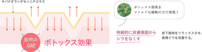 ボトックス効果:キバナオランダセンニチエキス